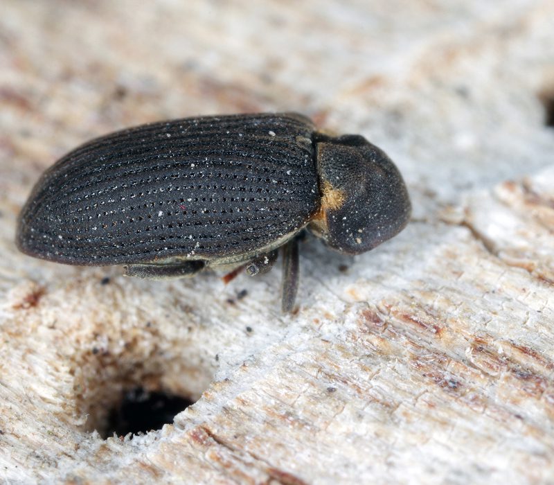 Black beetle on wooden surface.