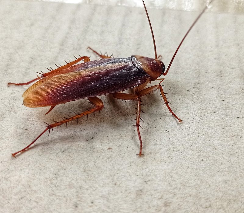 Close up of a cockroach on a surface.