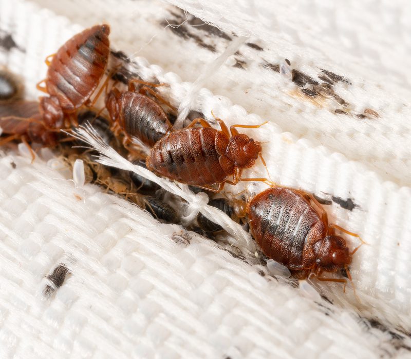 Bed bugs on fabric with visible eggs.