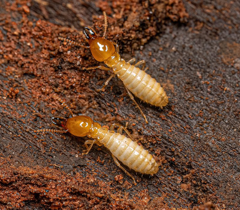 Two termites on brown, textured surface.