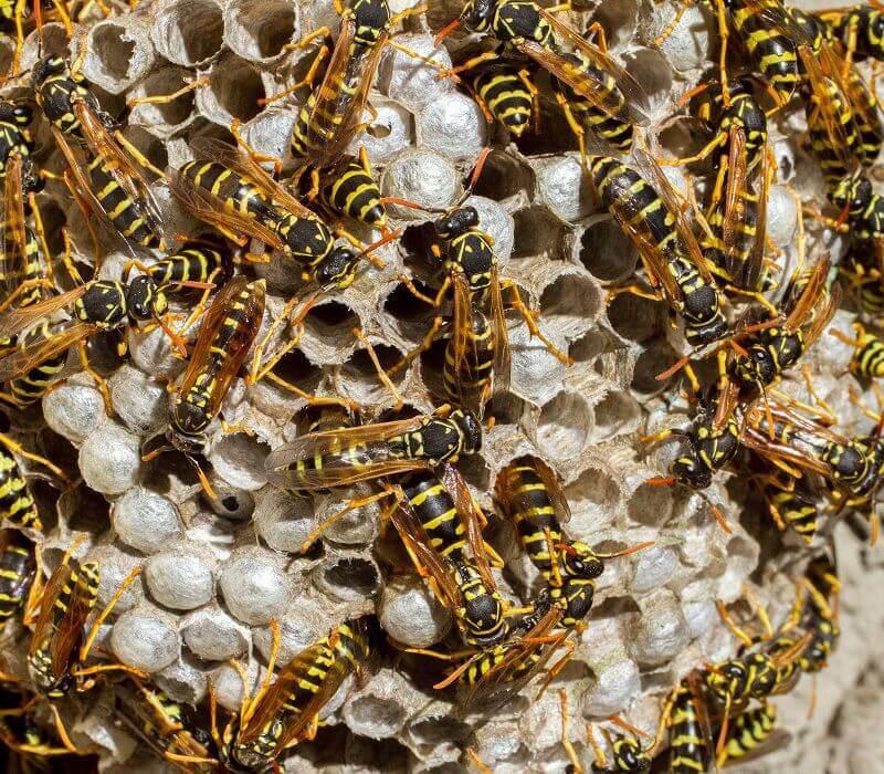 Wasps on a nest with larvae.