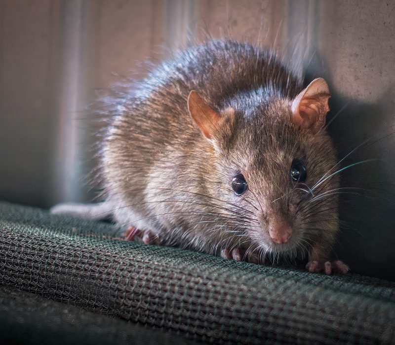 Brown rat on green fabric indoors.