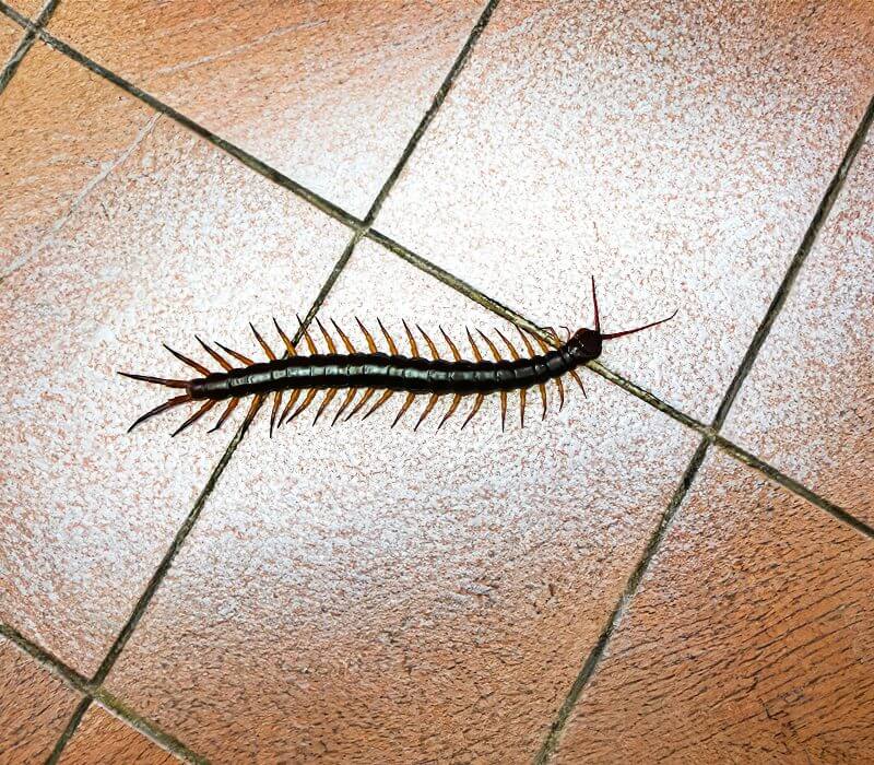 Centipede on brown tiled floor.