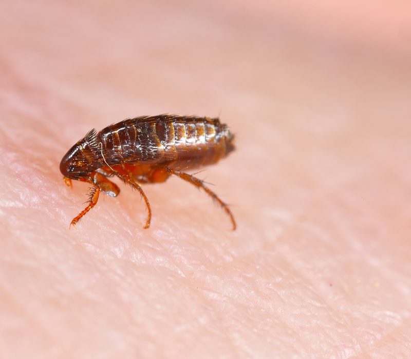 Flea on human skin, close-up view.