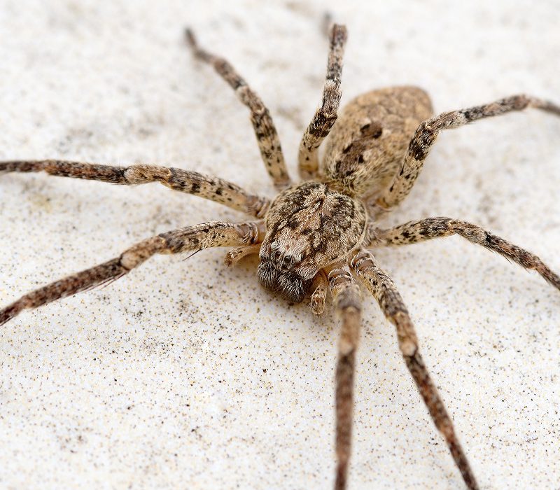 Brown spider on a white surface.