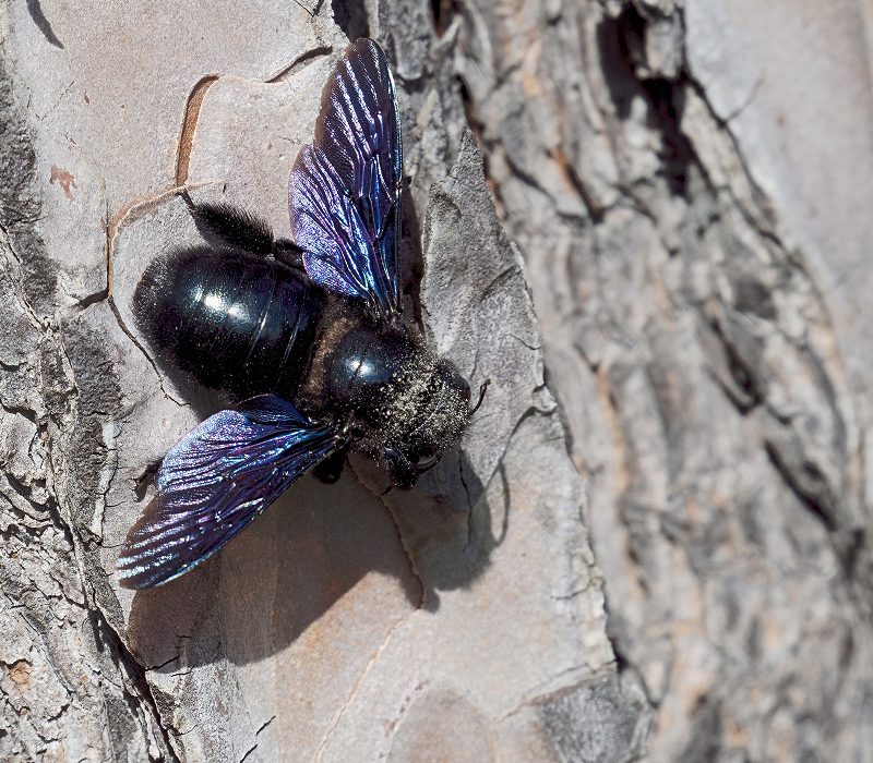 Black bee with blue wings on bark.