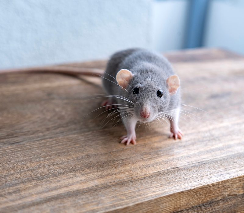 Gray rat on wooden surface looking forward.