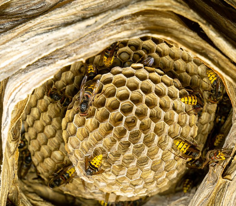 Close up of wasps on nest structure.