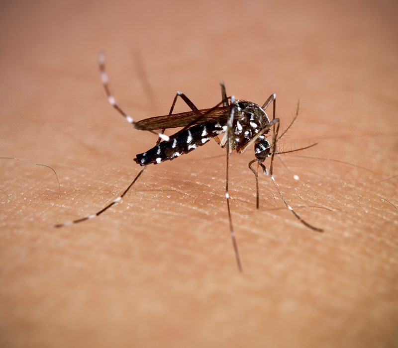 Close up of mosquito on human skin.