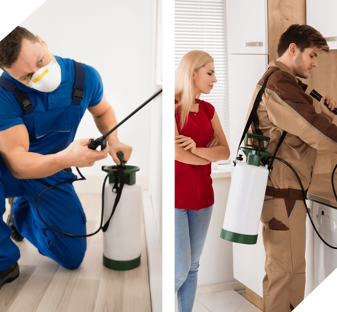 Pest control workers using spray equipment indoors.