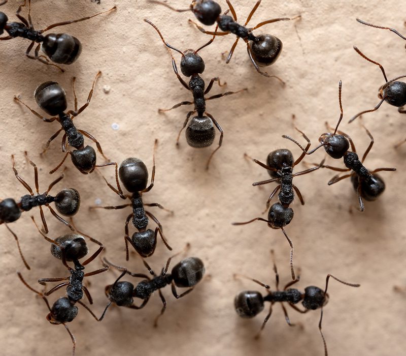 Black ants crawling on a beige surface.